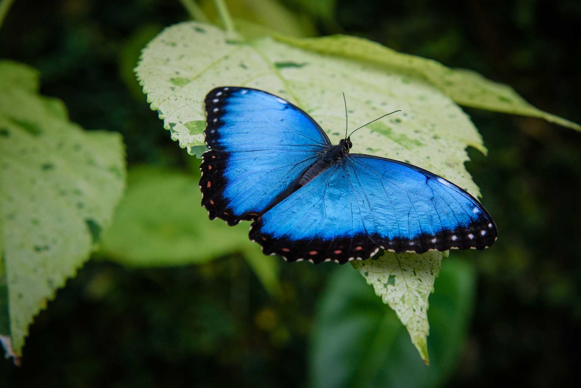 Das Schmetterlingshaus in Johnsdorf: Ein farbenprächtiges Paradies voller flatternder Schönheiten und zauberhafter Momente inmitten üppiger tropischer Pflanzenwelten.